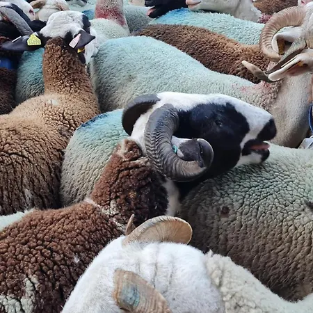 La Luziole 3 étoiles, En Ou Cure, été Ou Hiver, Comme Chez Vous Appartement Luz-Saint-Sauveur